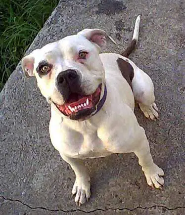 Full Boar Kennels Gidget