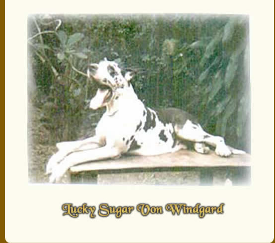 Lucky Sugar Windgard