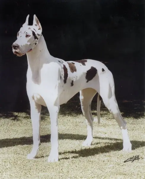 Lisa Simpsom II de las Canarias