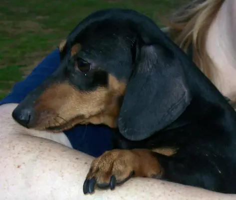 KLT Henry's Little Adam