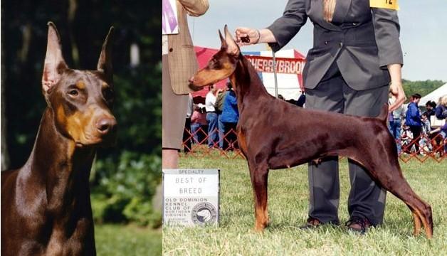 CH. Sunset First Love v Eastwick