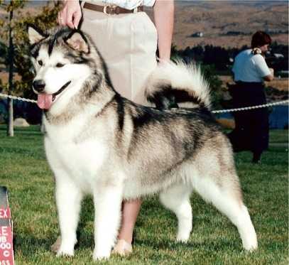 BISS Am/Can/Int CH Williwaw's Falling Star