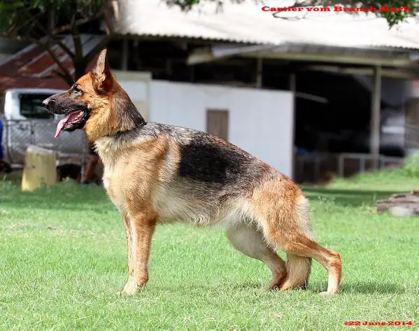 Cartier vom Branch Mark