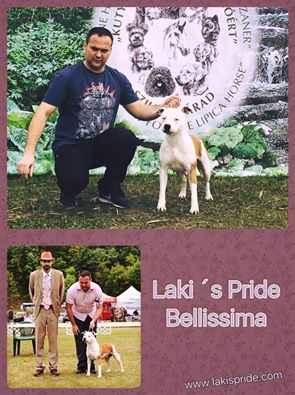 CH SRB, JCH UA,3xJBOB, R.CACIB, BOS Laki`s Pride Bellissima