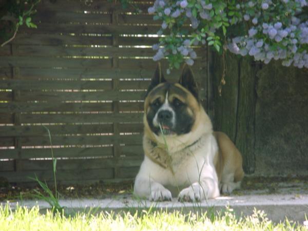 Selected Red Voo Doo De Champernoune