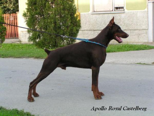 CHAMPION OF MONTENEG Apollo Royal Castelberg