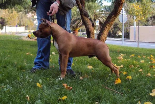 H'Rude Boy From Urcos Not Dead