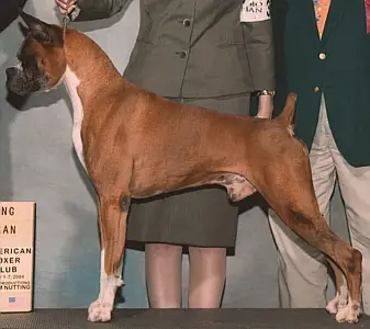 CH Fandango'S forest