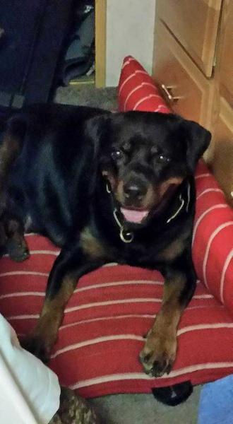 Kahlua vom Stolzerschutz