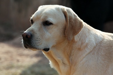 Priorise Razzle Dazzle