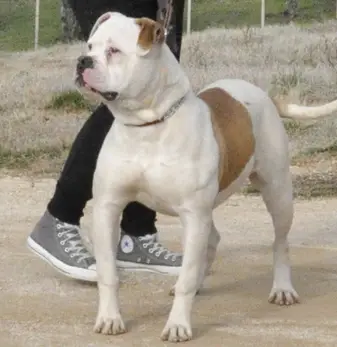 ODC Lisbeth
