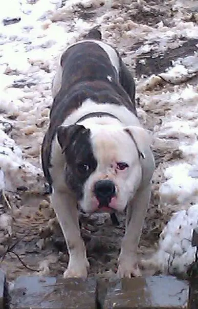 Avramovic Pachanga  of Powerhouse