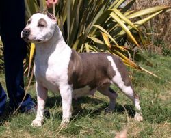 Medialuna De Ruca Baruk