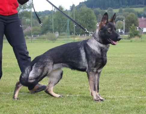 SG Clea z Lomnickeho udoli