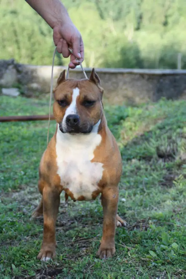 Rebel And Proud Straight To Hell