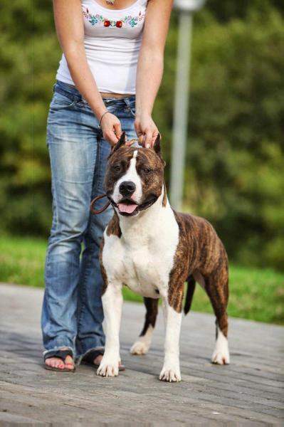 INTER CH ,MULTI CH ATAXIA CLEAR Style Smile Ya Lutchy