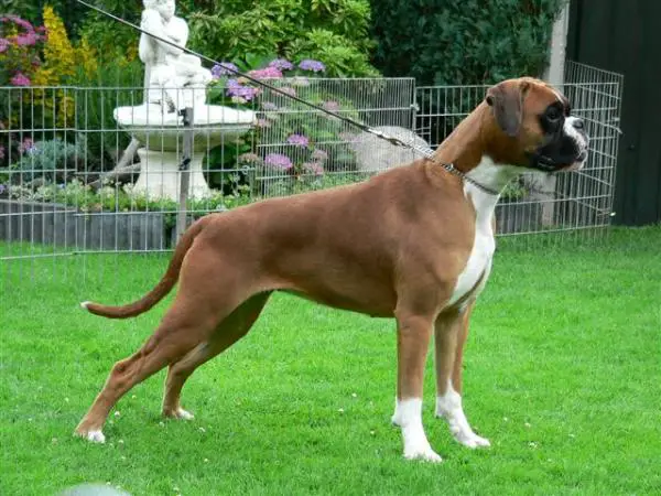 ismay v. t regge home