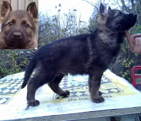 Gerecse Csillaga Luigi