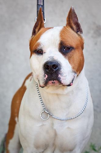 Infiniti Empire Magic Fire