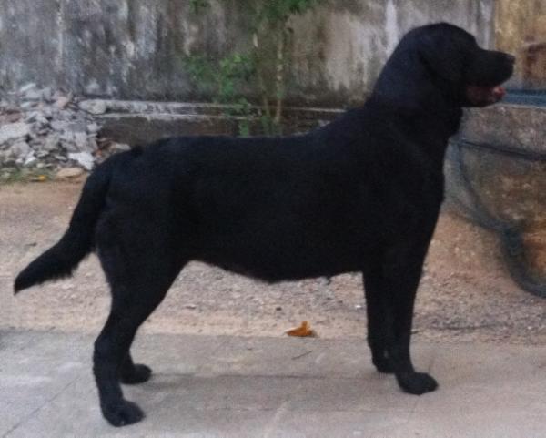 RockCove's Honey Macadamia