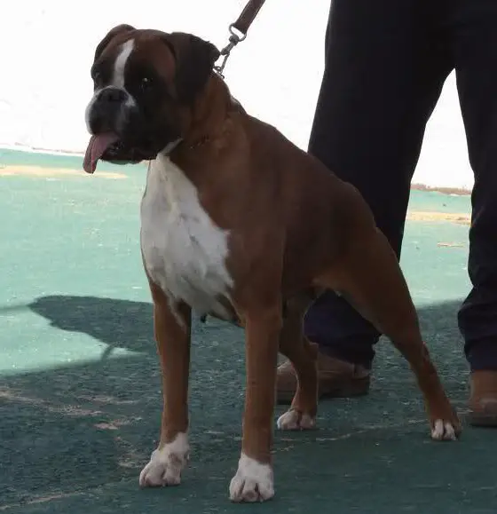 Habana de Villamargu