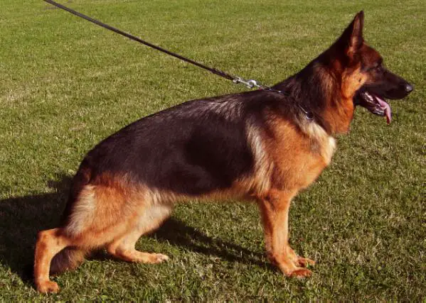 Gwendy vom Haus Thalie