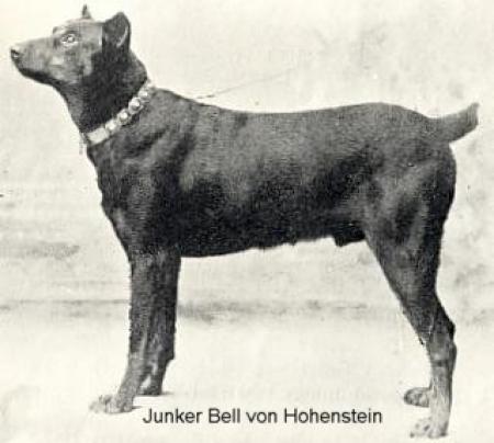 Junker Bell v. Hohenstein