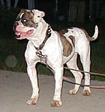 Buckeye's Daisey of Barbosa