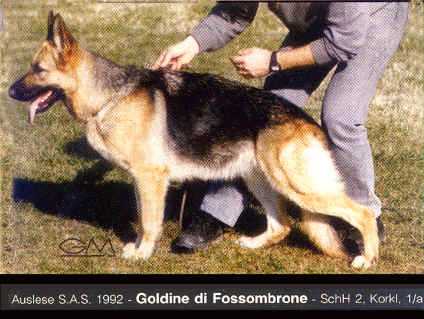 V1,VA IT Goldine Di Fossombrone