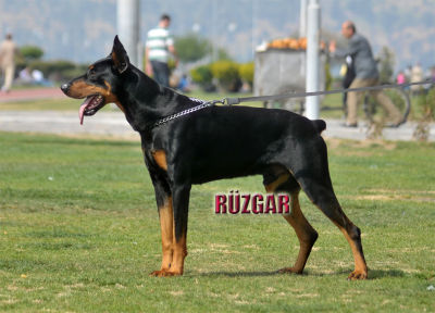Rüzgar