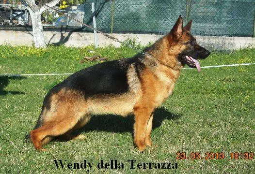 Wendy Della Terrazza