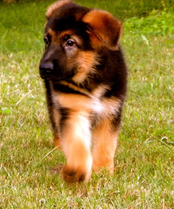 Cisco Von Haus Goldblum