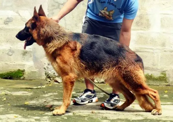 Shado Von Ricbren