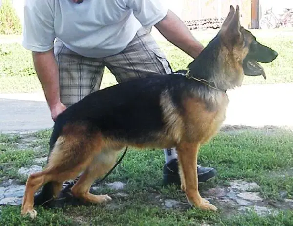 Jango von der Familien Schafer