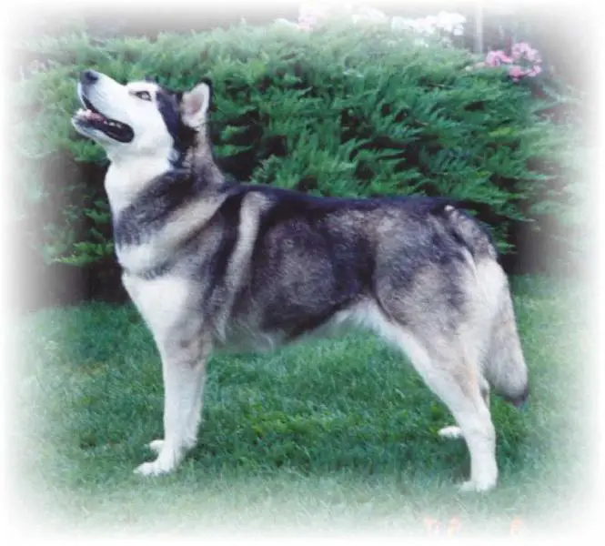 Fjordok Gyöngye Adél