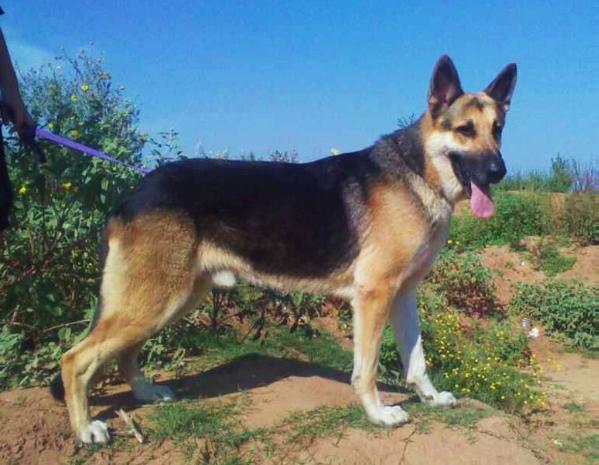 Nitschue's cloud of thunder