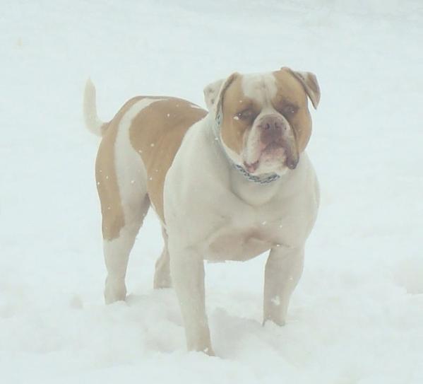 Colossal's Maximus of Bosque Farms