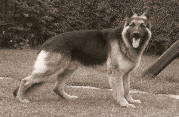 Amor (Friis) DK19982/71