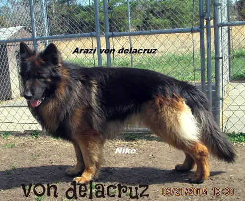 Arazi von Delacruz