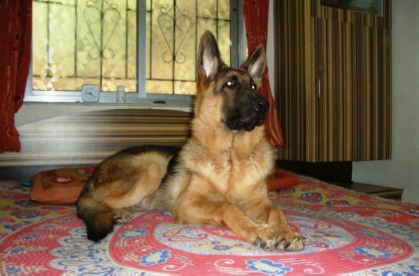 SULTAN (2012 India) KCI  2012/021244