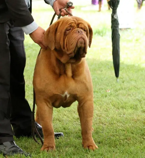 Emberez the Big Show Knox