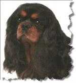 CH Harana Rockstar at Denstone