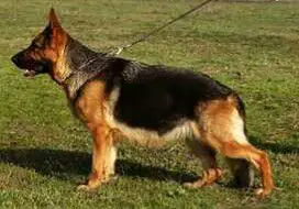 V,RO CH Paitimbega Brendy