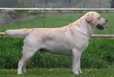 JAYNCOURT BLISSFUL STAR