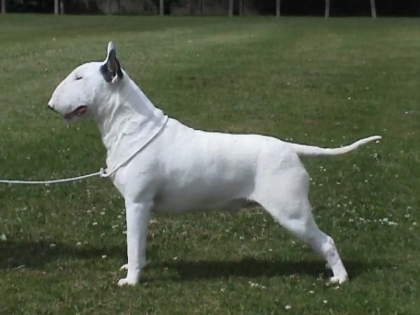 Alecto Kool Barra Cuda of Kilacabar