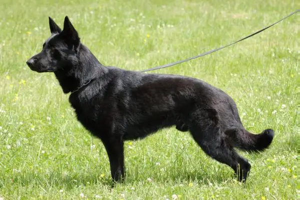 Axle Zollernblut Vom Kvetina Haus