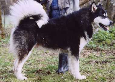 Wakon's Mammoth III
