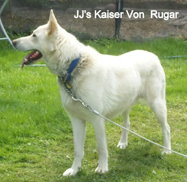 JJ's Kaiser Von Rugar