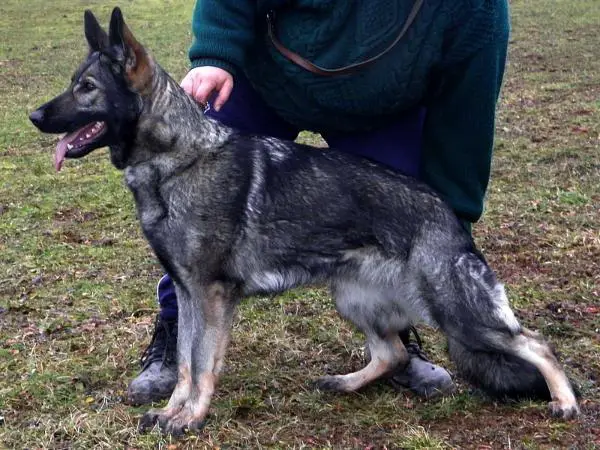 SG Sasa z Mnichovy Zahrady