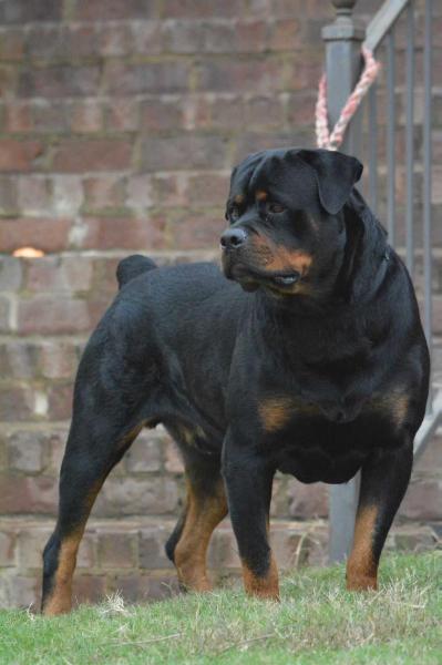 Aquilles Vom Sudberg Haus